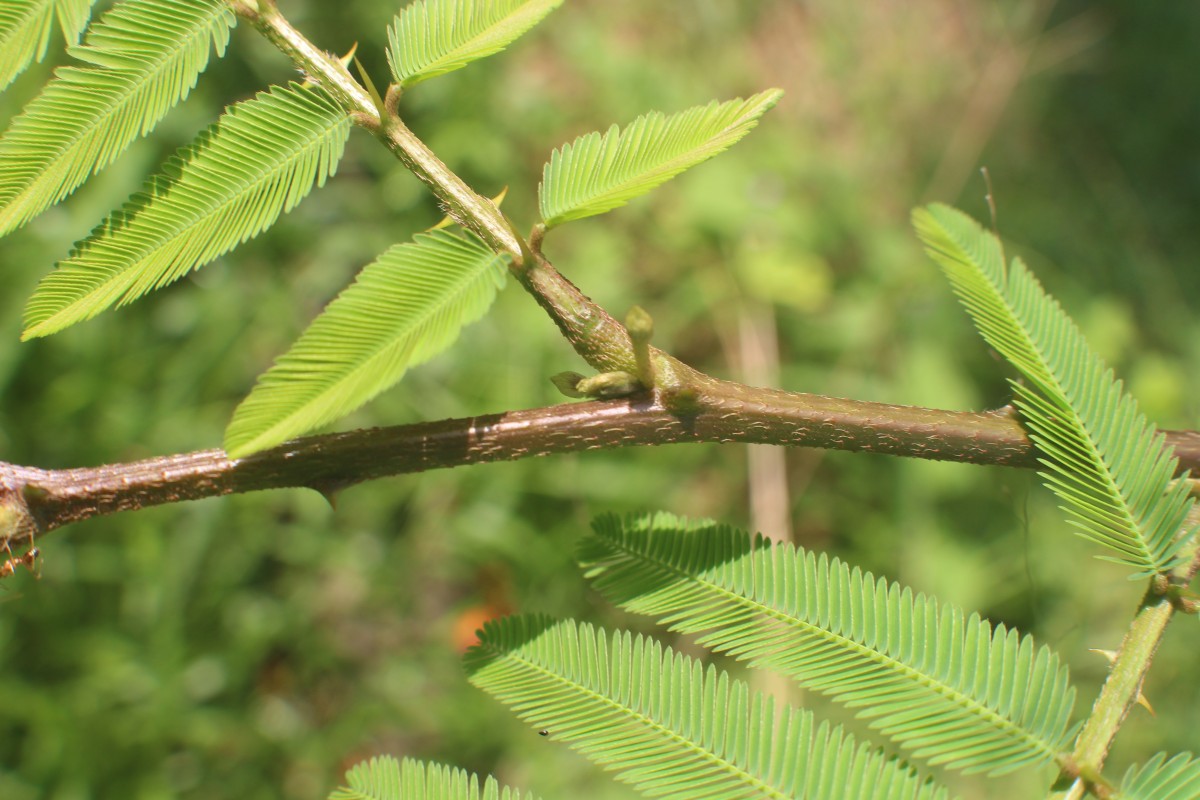 Mimosa pigra L.